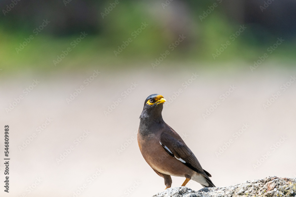 Common myna (Acridotheres tristis) Common myna (Acridotheres tristis)