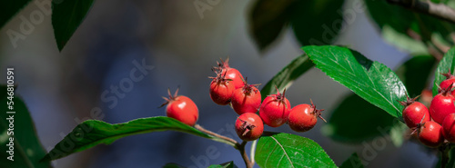 Beautiful red berries against the background of green leaves.