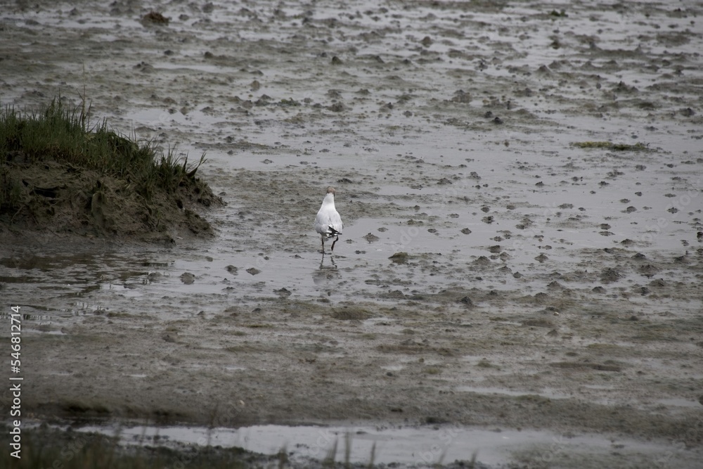 seagull on the beach