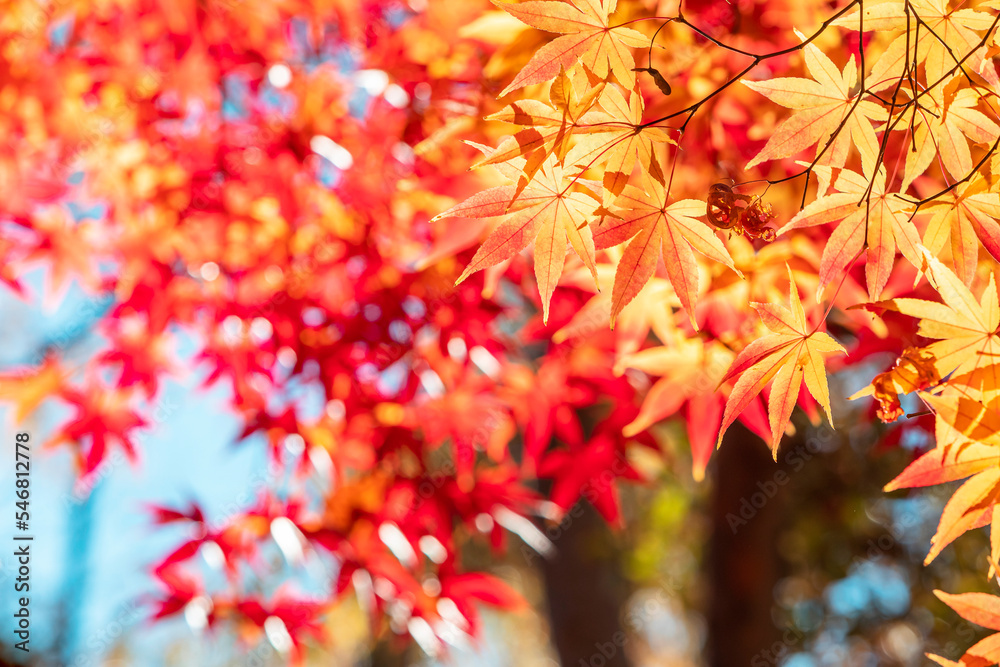 Beautiful autumn leaves in the park Beautiful autumn leaves in the park