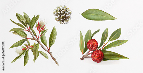 Bayberry (Myrica). Botanical illustration on white paper. The best medicinal plants, their effects and contraindications. Natural medicine. Plant properties photo