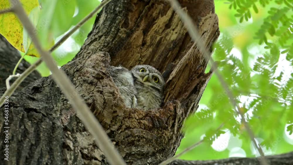 Spotted Owlets live together in hollow of tree nature. There are 2 spotted owlets stay in the hole and the third one come to the hole and fly away. Nature wildlife concept. Spotted Owlets live together in hollow of tree nature. There are 2 spotted owlets stay in the hole and the third one come to the hole and fly away. Nature wildlife concept.