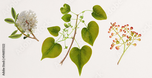 Giloe (Tinospora Cordifolia). Gurjo, heart-leaved moonseed, guduchi or giloy. Botanical illustration on white paper. The best medicinal plants, their effects and contraindications. Natural medicine. P photo