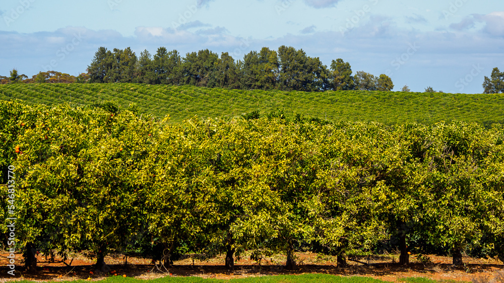 Citrus and vineyard plantation in the Clare Valley, South Australia