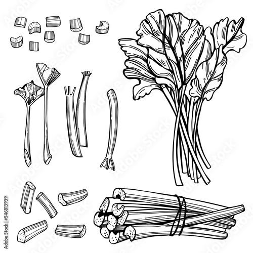 Sketch  illustration with rhubarb.