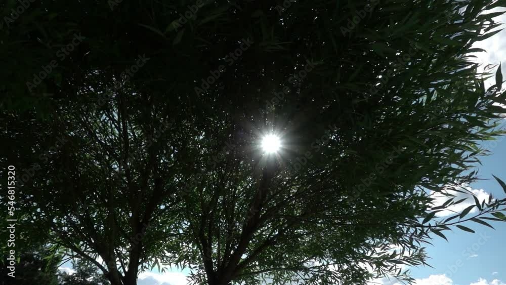 Tree in the park against the sky. The sun goes through the leaves. Sun rays on the leaves. Spring in the park. Green leaves in the sun. Tree in the park against the sky. The sun goes through the leaves. Sun rays on the leaves. Spring in the park. Green leaves in the sun.