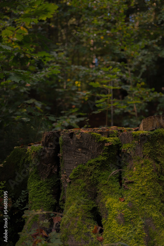 Enchanted moody digital backdrop for magical photography