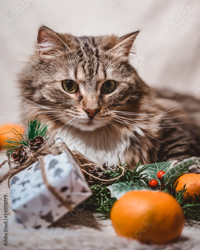 an adorable fluffy tabby cat lies on a Christmas white textured background with fir twigs, cones, holly leaves and berries, gifts and tangerines