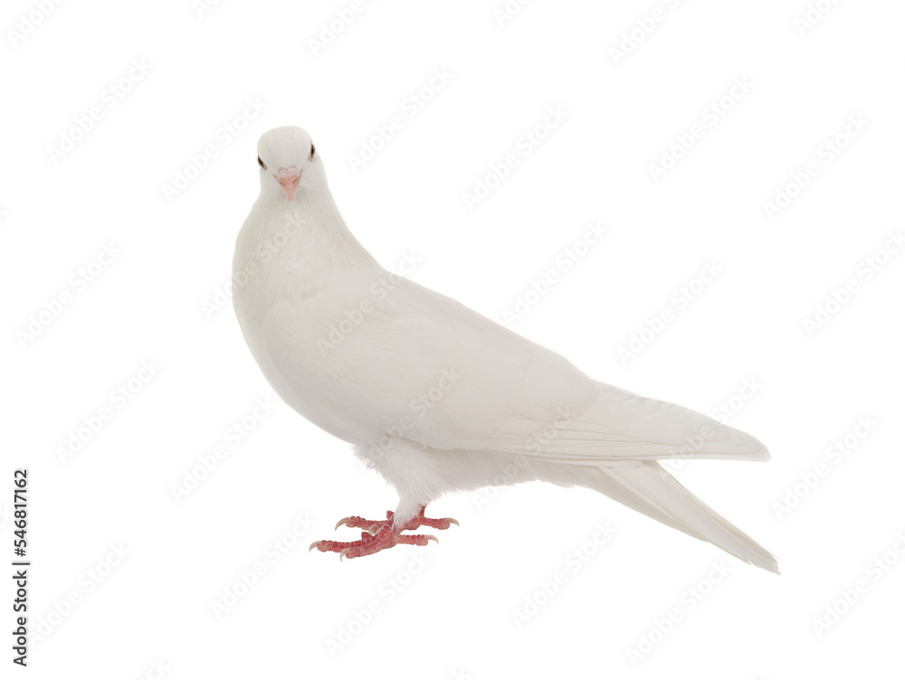 white dove isolated on white background white dove isolated on white background