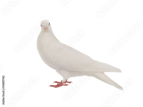 white dove isolated on white background © fotomaster