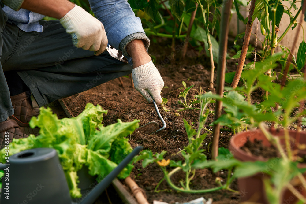 Naklejka premium Farmer in gloves on his hands planting young eggplant seedling in dry soil in organic garden. Eco-friendly horticulture concept. Selective focus