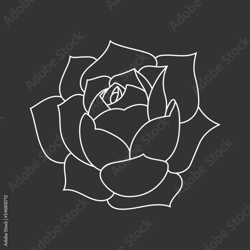Succulent echeveria in doodle style, vector illustration. Desert flower for print and design. Outline mexican plant, graphic isolated element on chalk board background. Housplant for decor interior