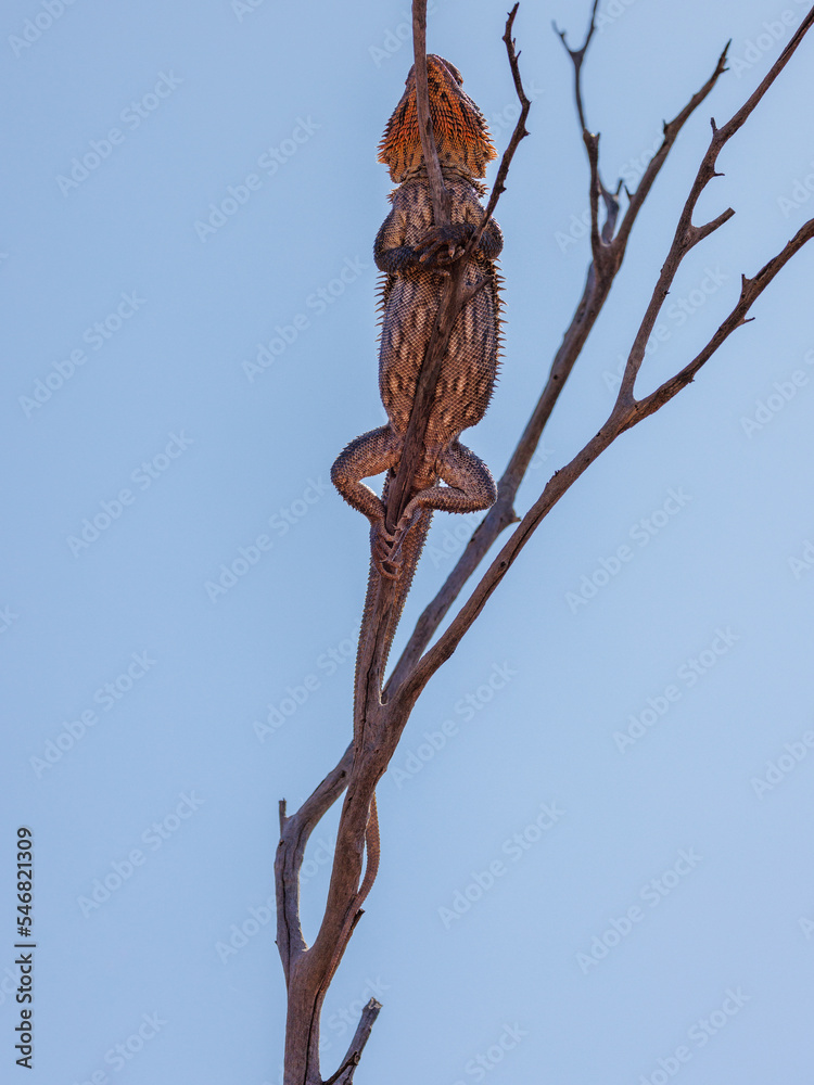 Australian lizard on the top of a dead tree