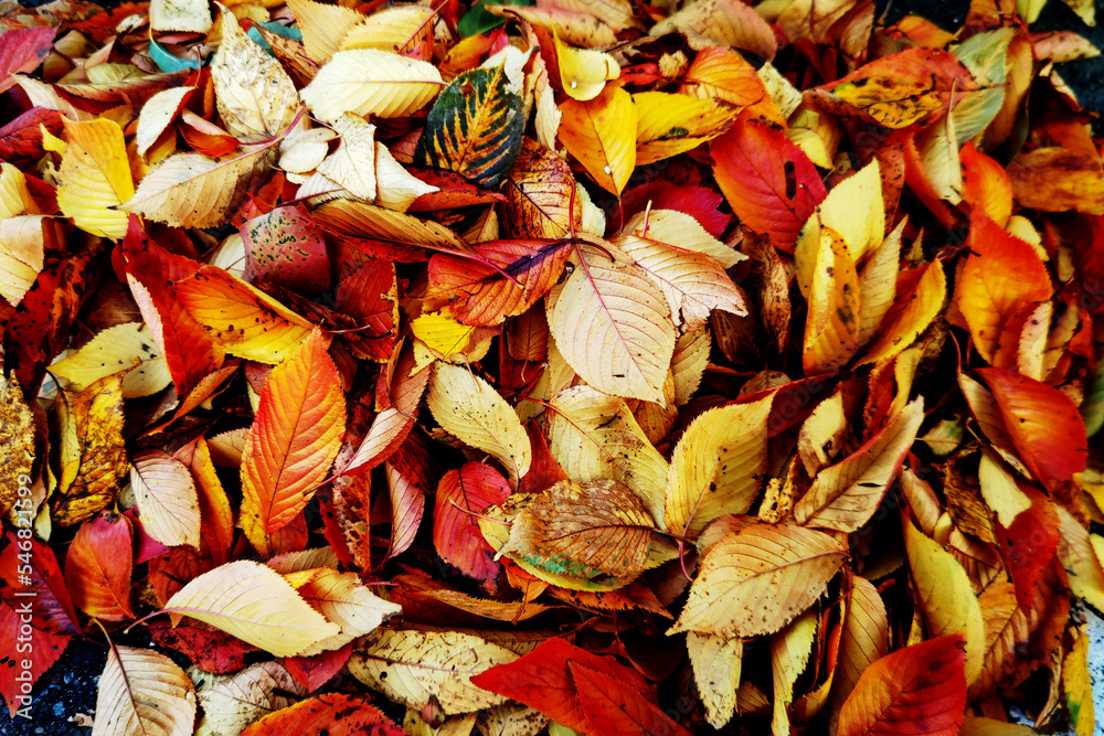 落葉（秋の終わり）