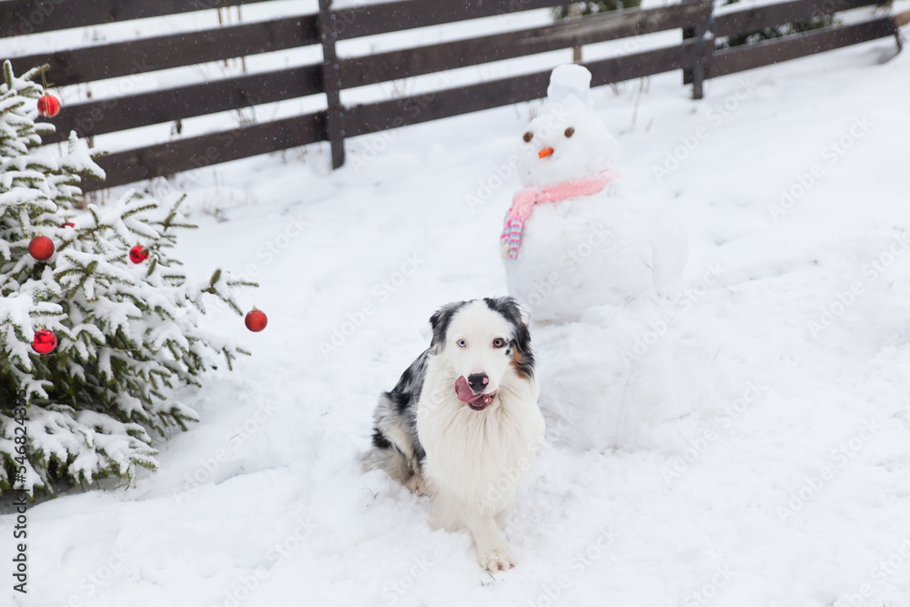 Australian Shepherd dog in winter garden Australian Shepherd dog in winter garden