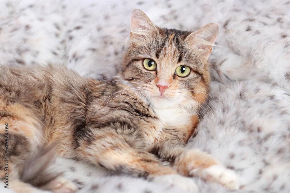 Cute Cat is looking at the camera. Beautiful Kitten rests on light fur. Cat close-up on a white background. Kitten with big green eyes. Pet. Without people. Pets concept. Close up portrait of a cat.