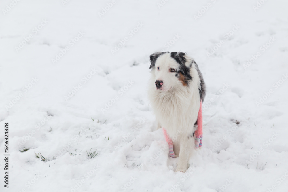 Australian Shepherd dog in winter garden