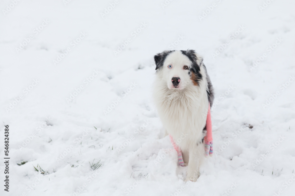 Australian Shepherd dog in winter garden Australian Shepherd dog in winter garden