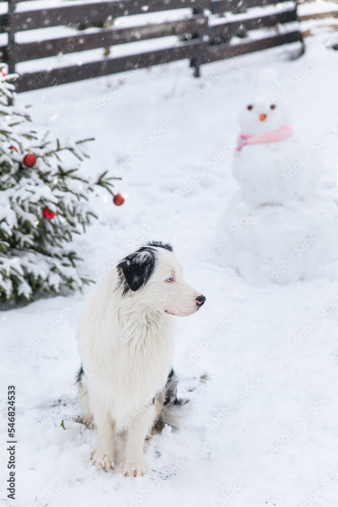 Australian Shepherd dog in winter garden