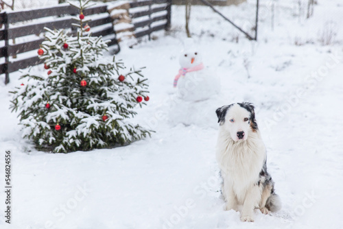 Australian Shepherd dog in winter garden © Olga Gorchichko