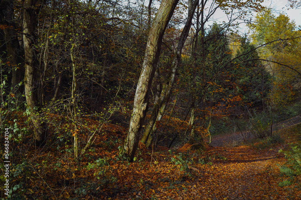 Wild romantischer Wald Herbst