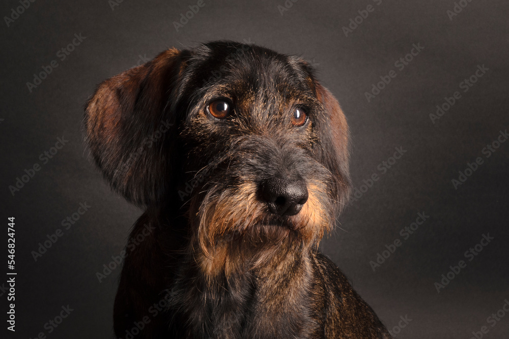 Rauhaardackel Portrait Rauhaardackel Portrait