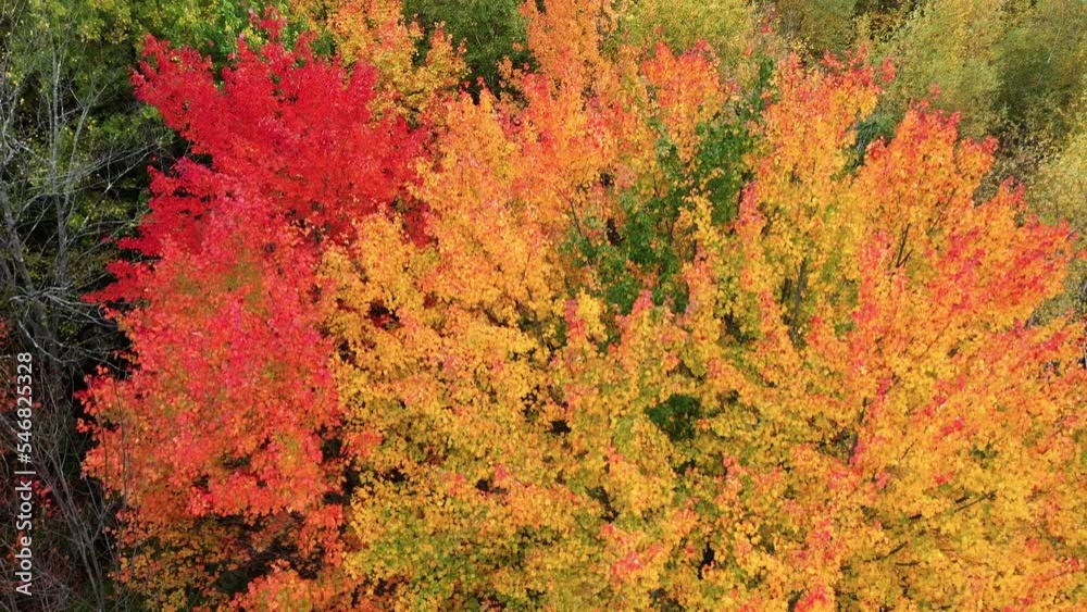 Aerial view overlooking vibrant, autumn foliage branches, on a sunny, fall day Aerial view overlooking vibrant, autumn foliage branches, on a sunny, fall day