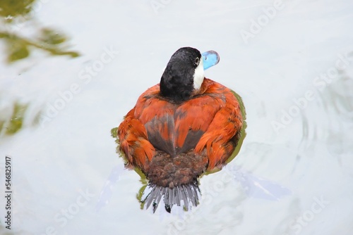 Closeup of a puffy ruddy duck swimming on the water