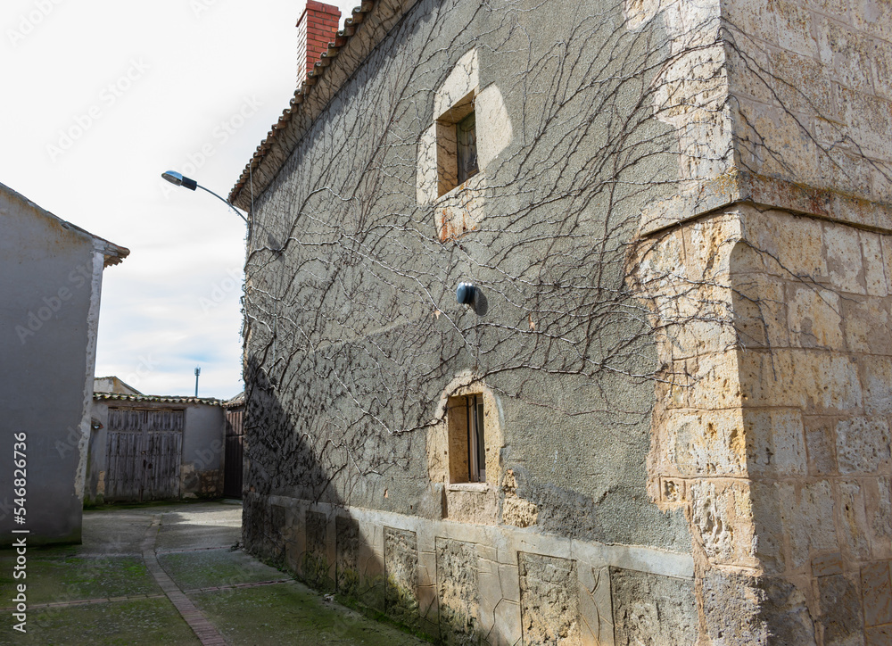 Fototapeta premium old stone building with vine on wall