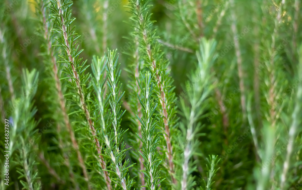 Close-up fresh organic Rosemary herb grow outdoor. Aromatic and medicinal PIanta. Healthy, natural condiments for cooking, making a honey Bio ingredients for cosmetics, Close-up fresh organic Rosemary herb grow outdoor. Aromatic and medicinal PIanta. Healthy, natural condiments for cooking, making a honey Bio ingredients for cosmetics,