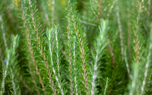 Close-up fresh organic Rosemary herb grow outdoor. Aromatic and medicinal PIanta. Healthy, natural condiments for cooking, making a honey Bio ingredients for cosmetics,