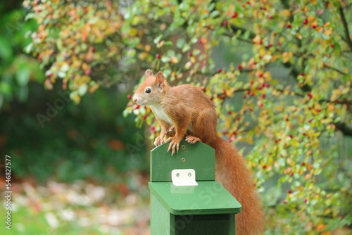 Wichhörnchen photo