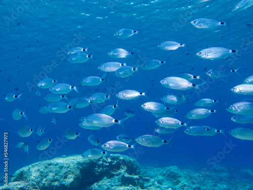 School of saddled sea bream from Cyprus 