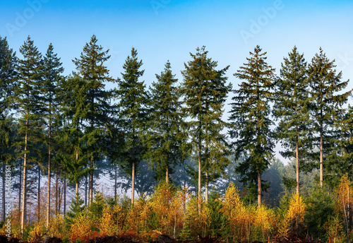 row of birch trees in autumn colors with fir trees in the background