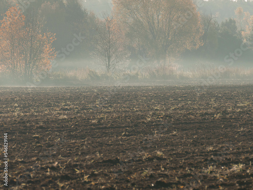 Słoneczny, jesienny poranek. Pola uprawne i łąki miejscami porośnięte krzakami i pojedynczymi drzewami. Liście na drzewach mają żółty kolor. Nad ziemią unosi się mgła. photo