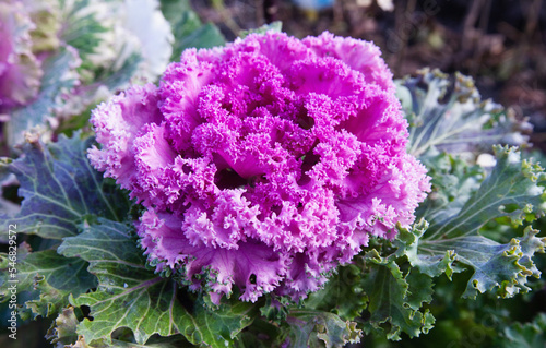 decorative leafy cabbage. bright pink and purple inflorescence close-up photo