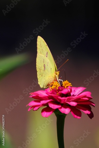 Vertical closeup of a yellow phoebis sennae butterfly on a pink flower photo