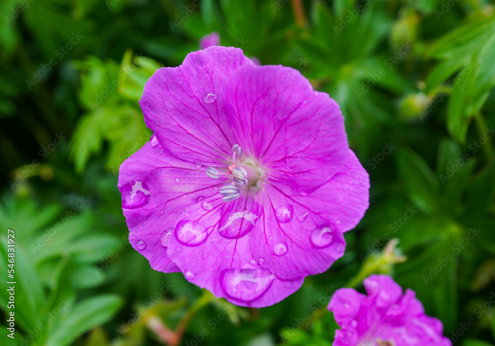 Purple Geranium with Raindrops Purple Geranium with Raindrops