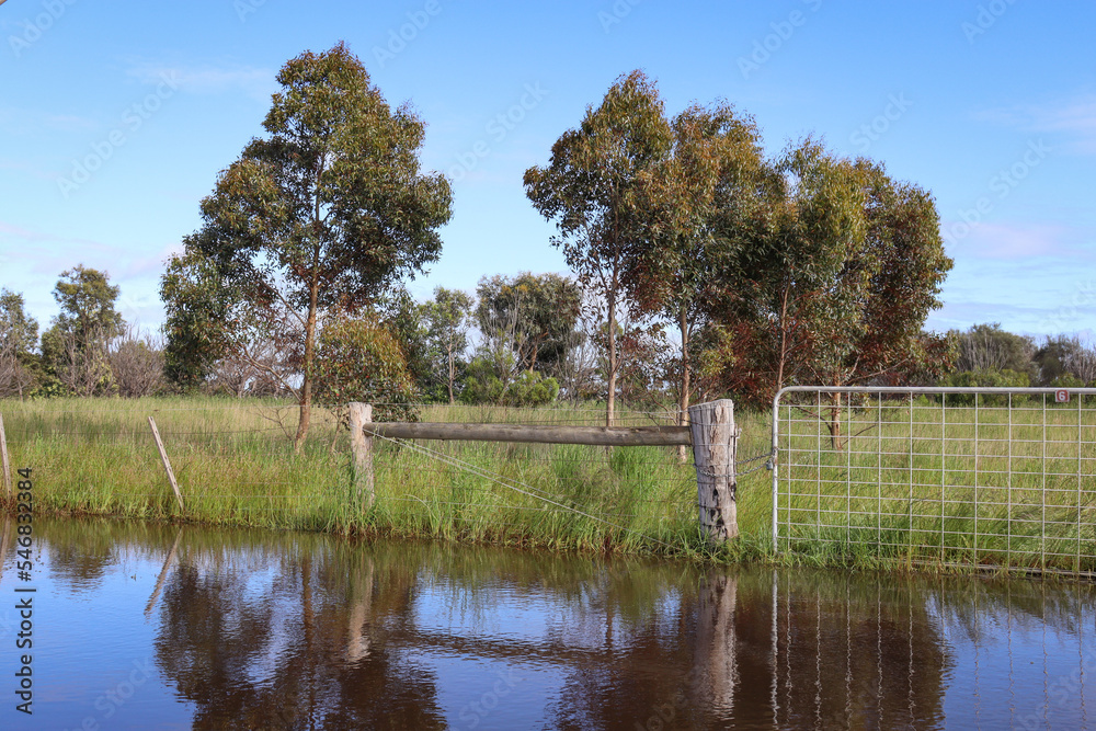 water after rain and field with eucalyptus trees water after rain and field with eucalyptus trees