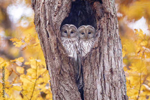 Принти на полотні エゾフクロウの夫婦