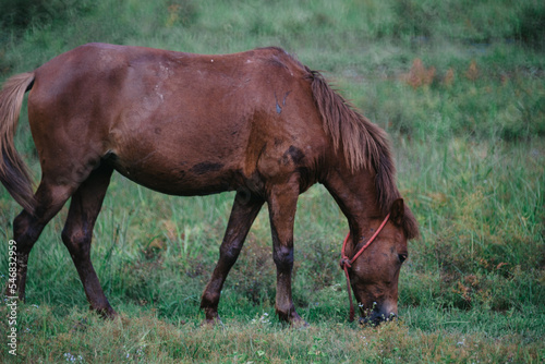 horse grazing in a field © zontine