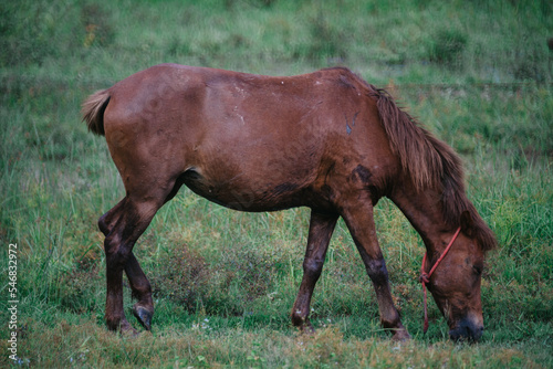 horse grazing in the field