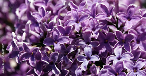 Lilac blooms in clusters of flowers in spring