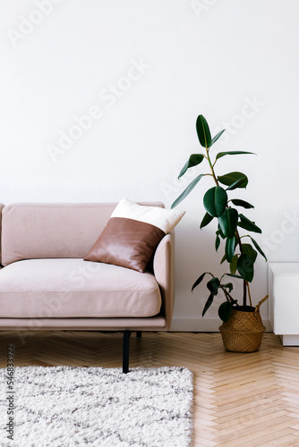 modern living room with sofa, cozy home decor with natural plant with beige couch on grey rug