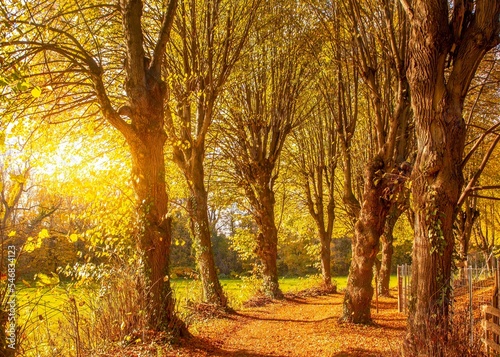 Herbstwald