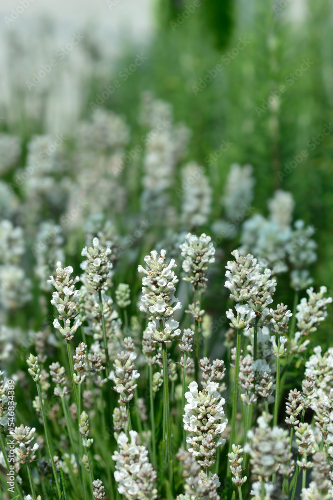 Obraz premium Common lavender white flowers
