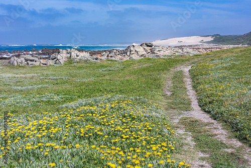 Walking path near green grassy dunes along a rocky beach and a sea under a blue sky in bright sunlight in summer, Schoenmakerskop nature reserve, South Africa