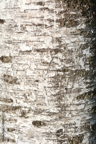 Pubescent birch bark detail © nahhan