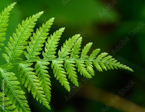 tip of fern leaf in detail