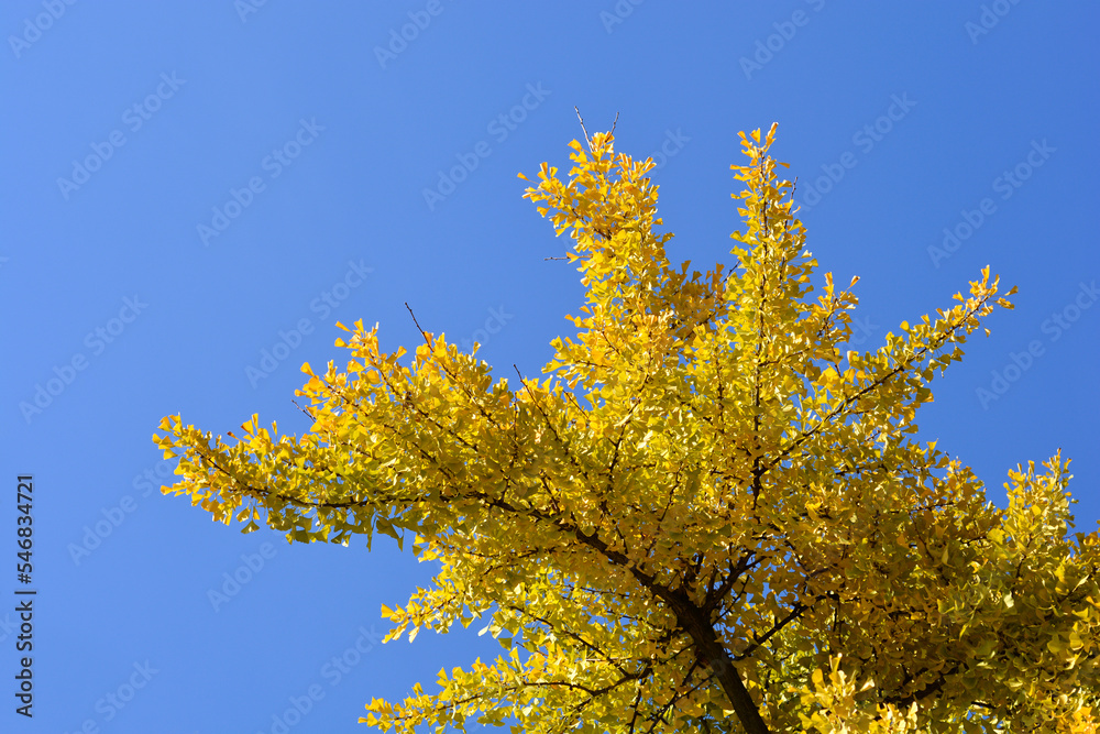 Fototapeta premium Ginkgo tree branches with yellow leaves in autumn